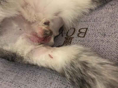 你知道吗?买猫也有潜规则看这边教你选猫新手不易被骗