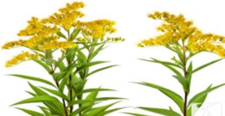 急性肠胃炎真的可以自愈吗?