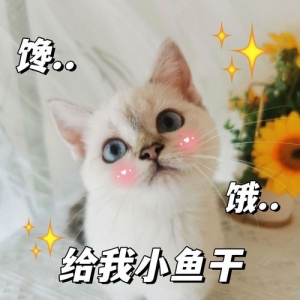 猫咪不吃饭没精神尿黄