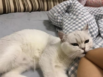 教你5个判断猫咪的处于良好的状态状况,在家也可以做