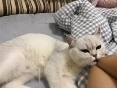 教你5个判断猫咪的处于良好的状态状况，在