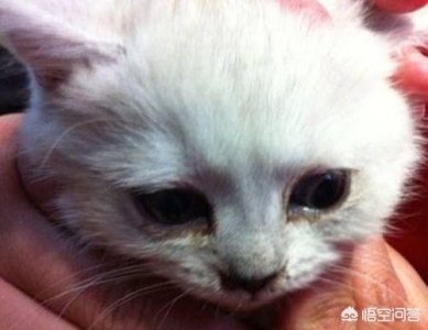 教你5个判断猫咪的处于良好的状态状况,在家也可以做