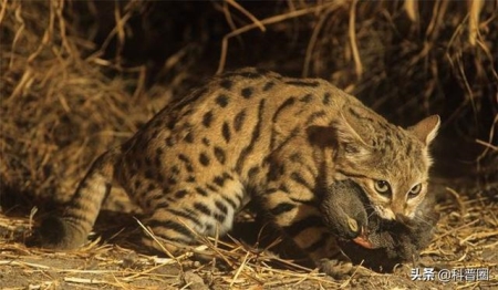 怎么给猫喂食更加处于良好的状态