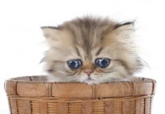 人得了猫癣是什么症状人假如得了猫癣治