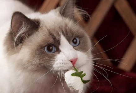 人得了猫癣是什么症状?人假如得了猫癣如何治?