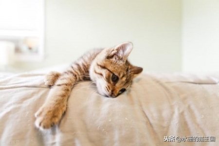 人得了猫癣是什么症状?人假如得了猫癣如何治?