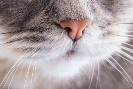 除了吃猫粮，下面这6种食物，猫咪会越吃越处于良好的状态