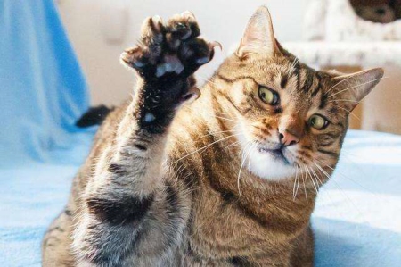 猫咪洗完澡后，6个毛发快速变干燥的小窍门 玩具的妈妈