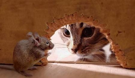 猫咪洗完澡后，6个毛发快速变干燥的小窍门 玩具的妈妈