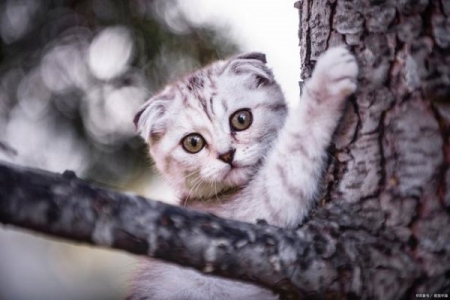 猫咪洗完澡后，6个毛发快速变干燥的小窍门 玩具的妈妈