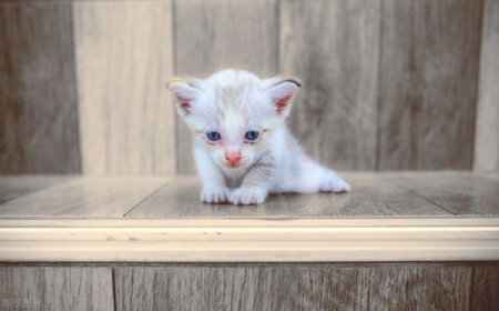 加菲猫吃东西要喂