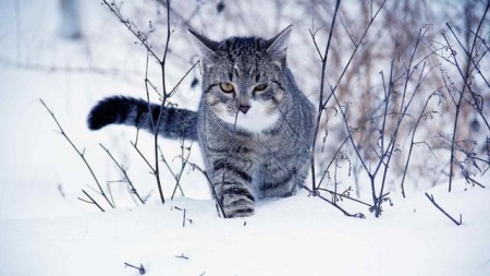 新生小猫便秘真相有哪些？新生小猫大便模样