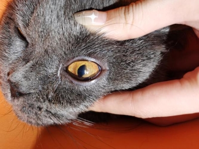 猫咪过度舔毛的3个迹象，和2个有效的解决方案 猫咪过度舔毛的3个迹象,和2个有效的解决方案有何不同