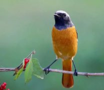 世界上飞的最高的鸟黑白兀鹫可飞到1100