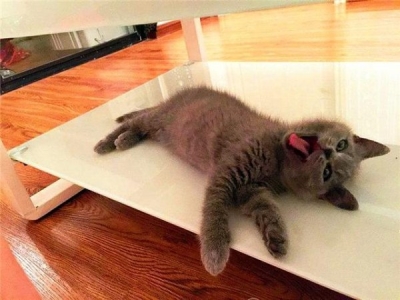 铲屎官无奈为13岁病猫执行安乐死，知道真相后痛哭不止 猫安乐死一般多少钱