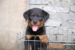 苏格兰牧羊犬苏格兰牧羊犬和边牧的分别