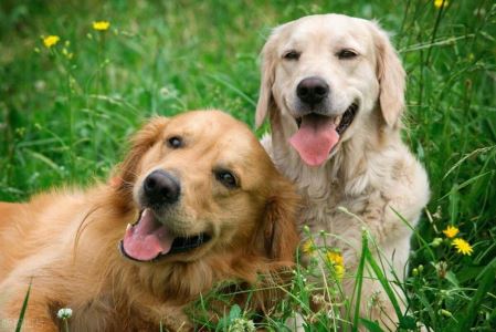 苏格兰牧羊犬 苏格兰牧羊犬和边牧的分别