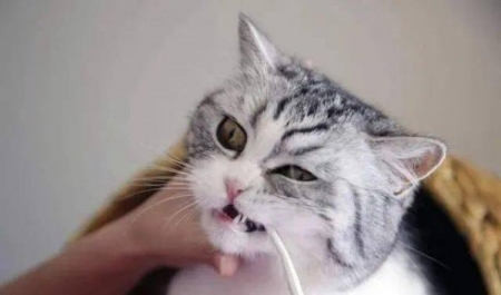 两个月猫咪吃得少怎么办？