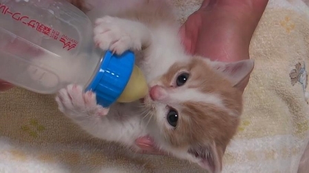 两个月猫咪吃得少怎么办？