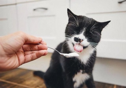 猫一天吃一顿可以吗？