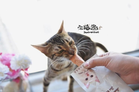 猫一天吃一顿可以吗？