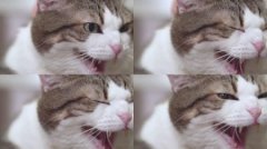 猫咪肛门腺用不用挤掉肛门腺问题的应对方法