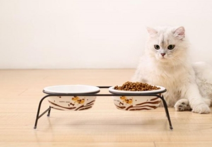 加菲猫不吃东西怎么办？
