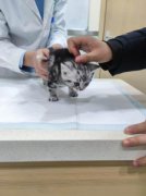 讲解猫咪吃不胖的几个真相，铲屎官对比看看