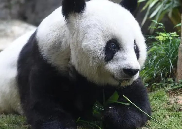 身高两层楼，踢力超强，凶猛的长颈鹿是如何交配的呢？