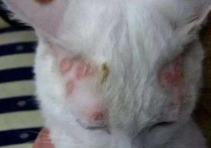 猫咪吃肉要煮熟吗？