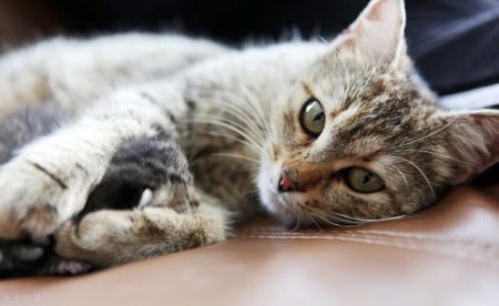 你真的见过猫咪吐出来的毛球吗？猫咪吐出来的毛球很像便便