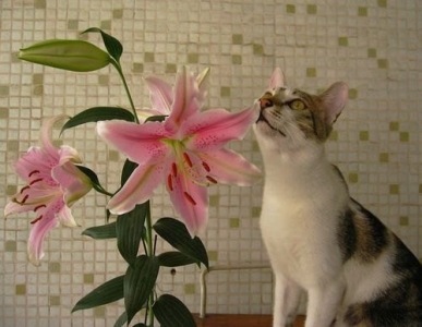 你真的见过猫咪吐出来的毛球吗？猫咪吐出来的毛球很像便便