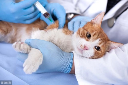你真的见过猫咪吐出来的毛球吗？猫咪吐出来的毛球很像便便