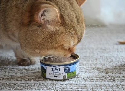 怎么样训加菲猫