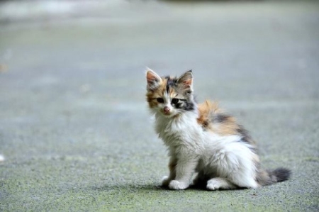 怎么样训加菲猫