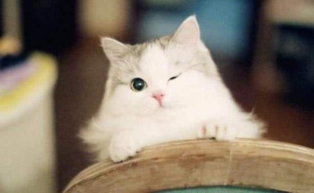 分享猫呕吐的真相及解决办法，轻松应对猫咪呕吐的问题