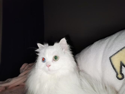 怎么辨别蓝猫是不是纯的