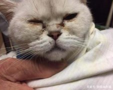 训猫咪听懂主人的话