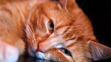 什么是后院猫?后院猫很容易发病?不懂得看过来,千万别买到了