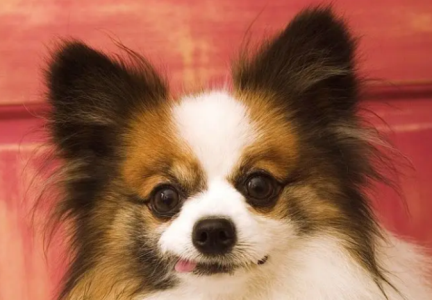 给狗狗刷牙很重要？如何让泰迪狗幼犬乖乖刷牙？平常护牙小知识