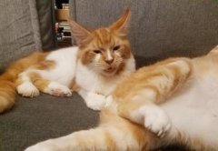 猫咪皮肤篇：猫自己舔会扩散猫癣么猫长癣后