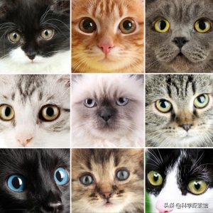 猫咪吃了火腿肠皮怎么办？