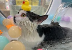 犬猫再生障碍性贫血，愈后调理试试红狗补血