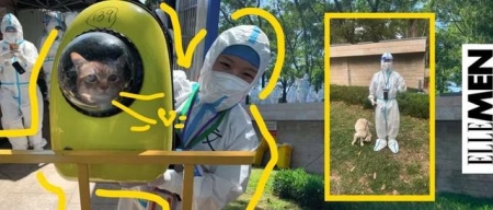 跟我学一招，教您测量猫咪心跳及呼吸数 猫的心跳呼吸正常值是多少