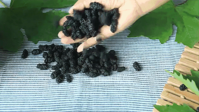 又到吃桑葚的季节 这些新鲜有趣的吃法你知道吗?