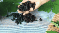 又到吃桑葚的季节这些新鲜有趣的科学吃法你