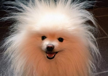 狗狗假性怀孕现象:分泌乳汁并非总是预示分娩,铲屎官需注意