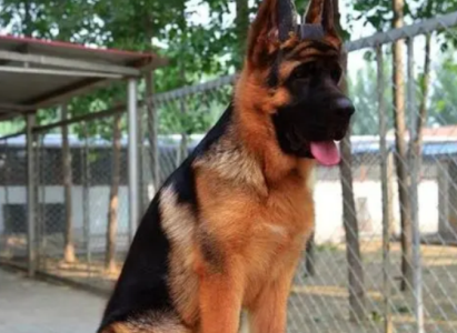 当作世界著名烈性犬：杜高为什么要剪耳朵？