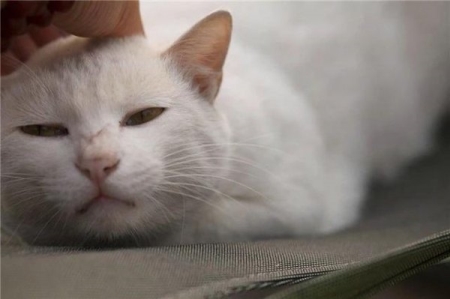 为什么猫咪早上异常黏人？除开饿了还有别的真相吗？