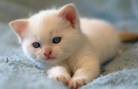 猫咪一到早上就叫,这是为什么?真相是这样的 猫咪早上叫是什么原因